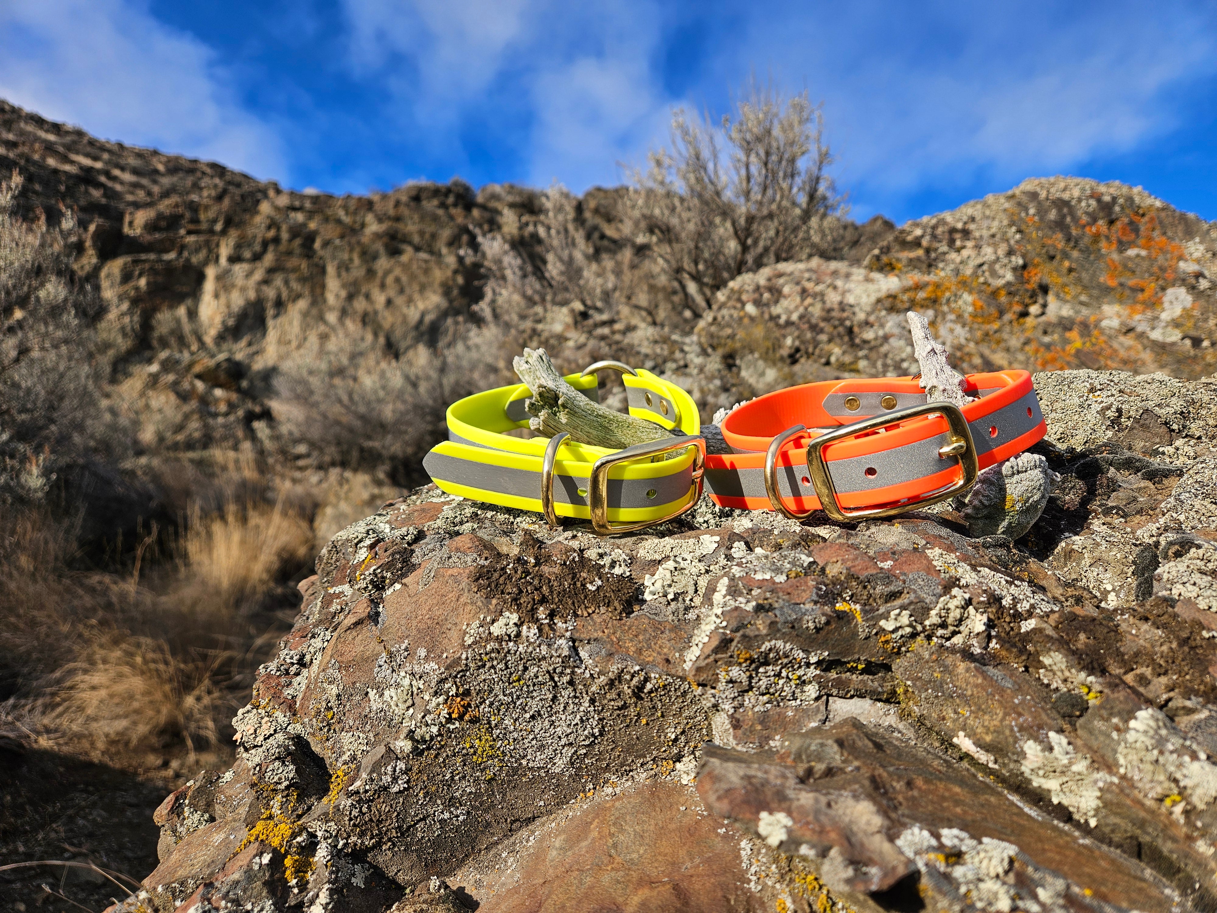 Quality Hunting & Sporting Dog Gear | This Dog Points