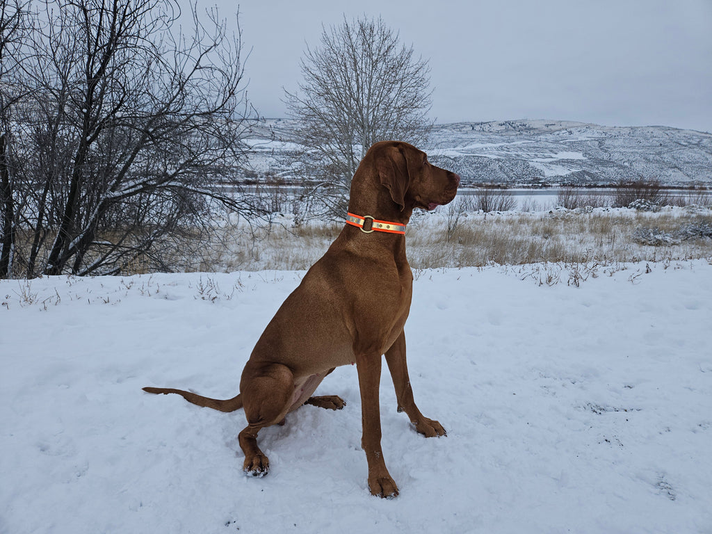 High Viz Sporting Dog O-Ring Collar